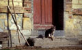 <center>Ambiance de nos campagnes. En attendant le retour du maître. chat ferme campagne 